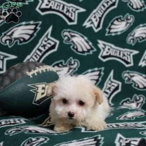 Odera, Maltipoo Puppy